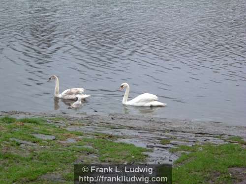 Swans